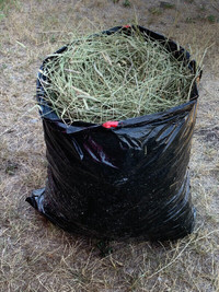 Timothy hay or Regular hay for Rabbits, bunnies and Guinea Pigs