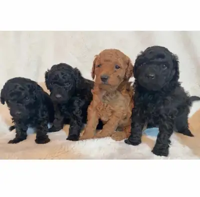 Toy Poodle puppies, View more