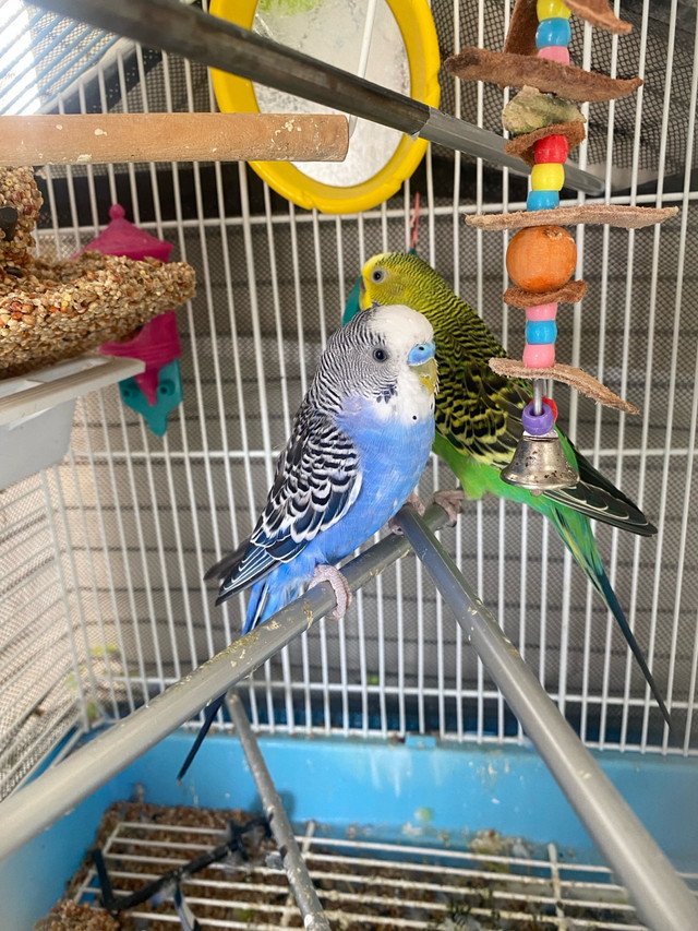 Budgies looking for new home $ 30 in Animal & Pet Services in Edmonton - Image 2