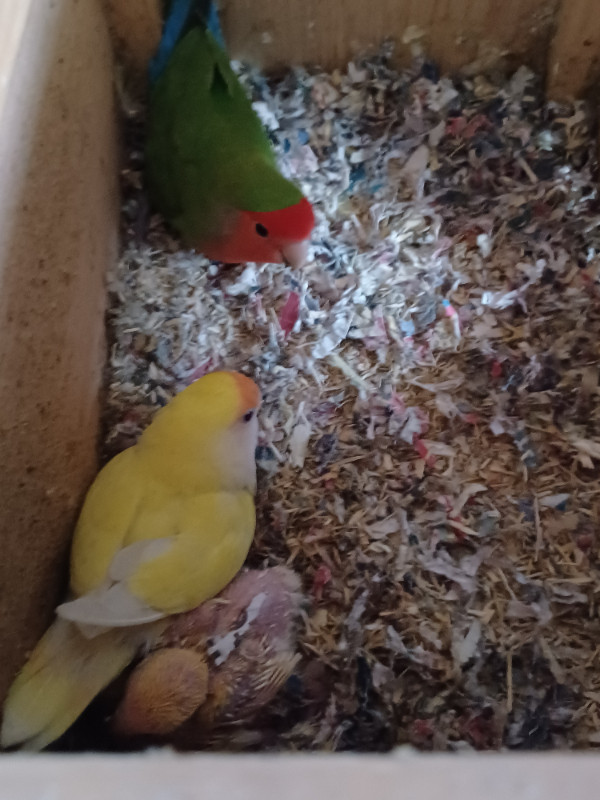 Beautiful Lovebirds | Birds for Rehoming | Ottawa | Kijiji