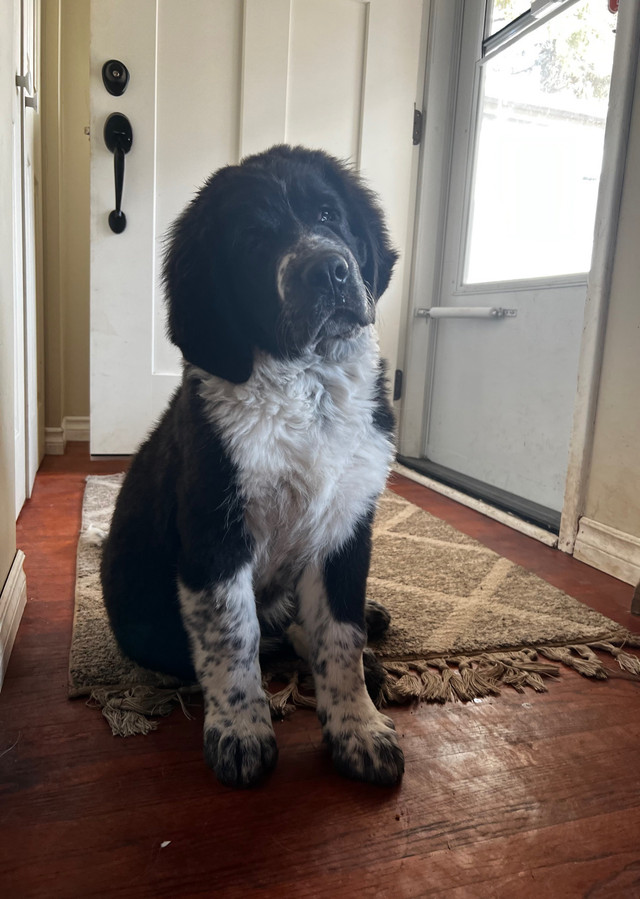 Saint Bernese Puppies for Sale Dogs & Puppies for Rehoming Calgary