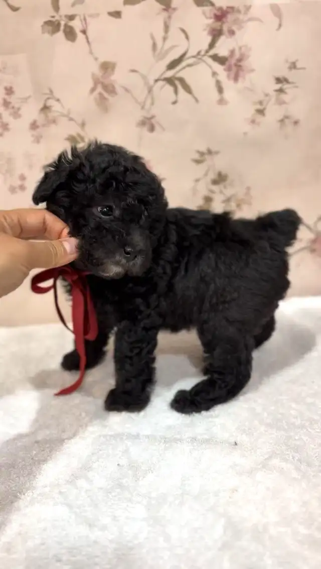 CKC registered gray/silver tiny toy poodle in Dogs & Puppies for Rehoming in Markham / York Region - Image 4