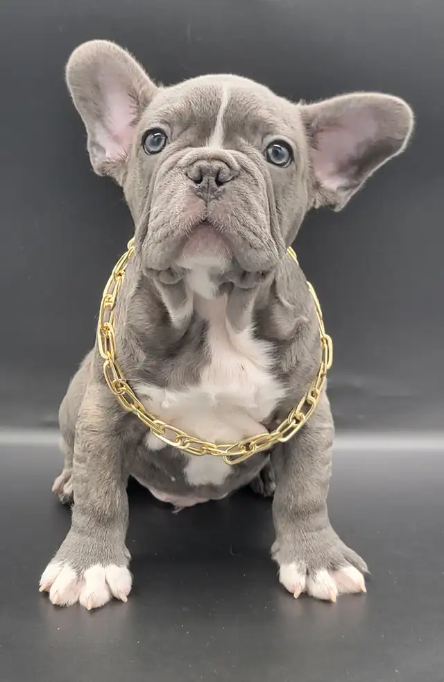 Bulldog francais french bouledogue in Dogs & Puppies for Rehoming in Lanaudière - Image 5