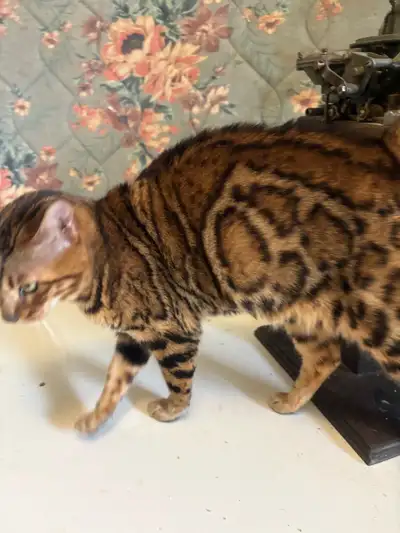 BENGAL Kittens, View more