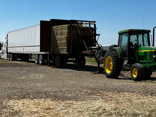 Timothy smal squares in Livestock in Calgary - Image 7