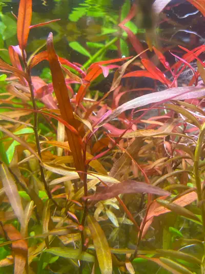 Red Aquarium plants - Persicaria Sp Sao Paulo, View more