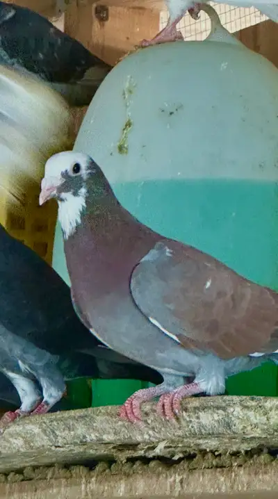 pigeon racing , View more