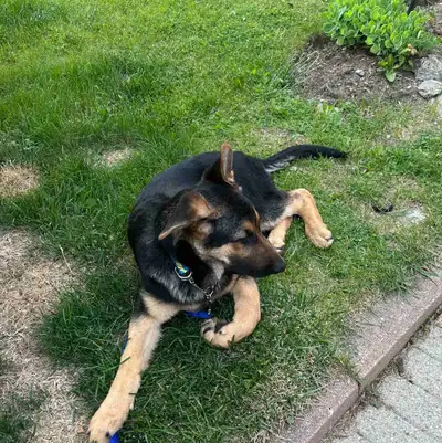 Hello I’m looking to sell/rehome my male purebred German shepherd puppy i want him to go to a loving...