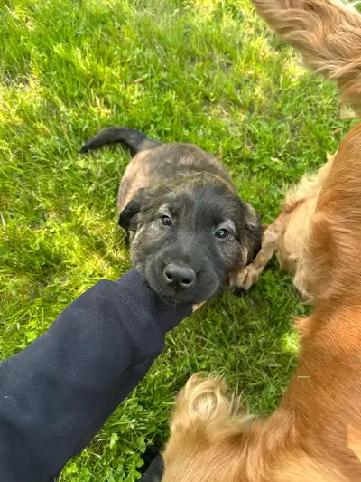 2 Puppies ready to go!, View more