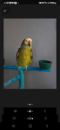 21  year old blue fronted Amazon parrot