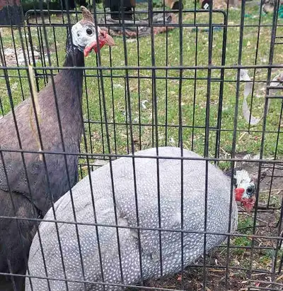 Two Guinea for sale unsure of sex Asked $100 for both Cage not included