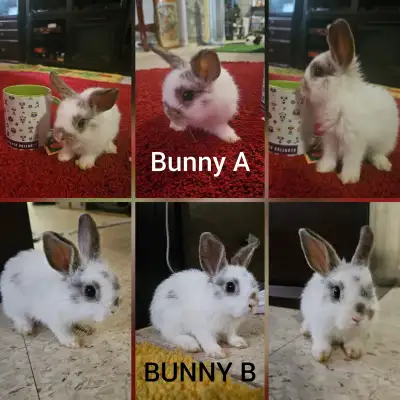 6wk old Netherland Dwarf & Holland lop mix bunnies for adoption, View more