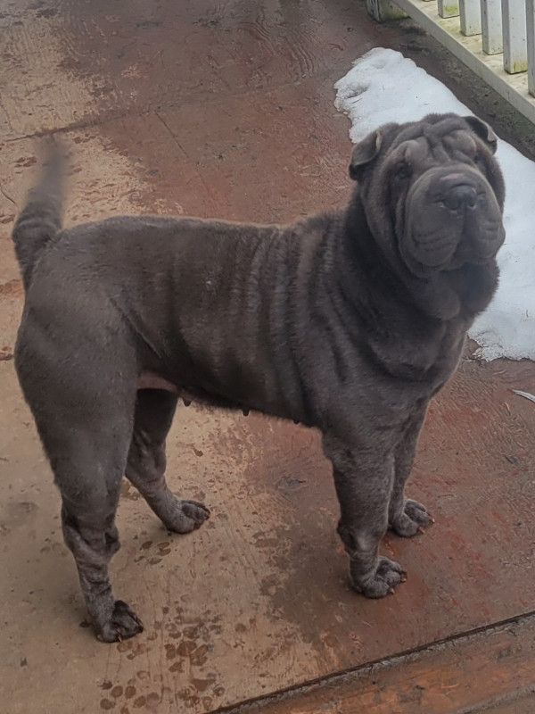 BLUE MINIATURE CHINESE SHAR-PEI in Dogs & Puppies for Rehoming in Vernon - Image 4