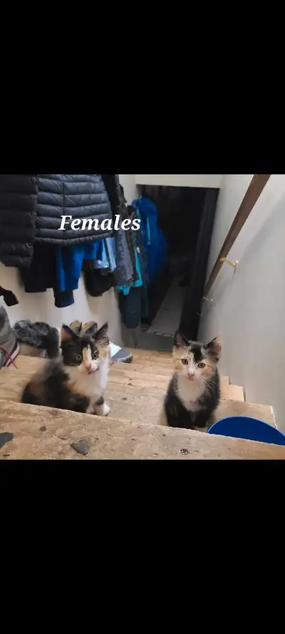 Sweet Kittens!, View more