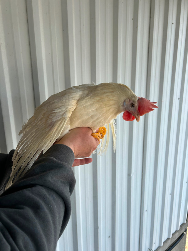 Young Laying Hens in Livestock in Abbotsford - Image 4