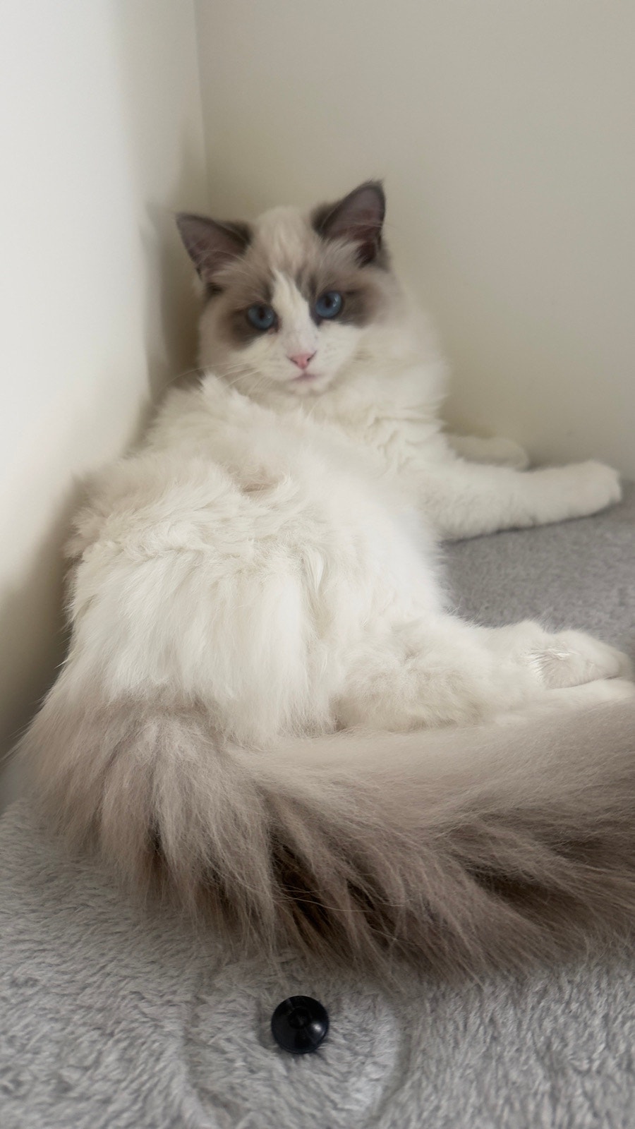 Ragdoll Kittens (Queen) | Cats & Kittens for Rehoming | Oshawa / Durham ...