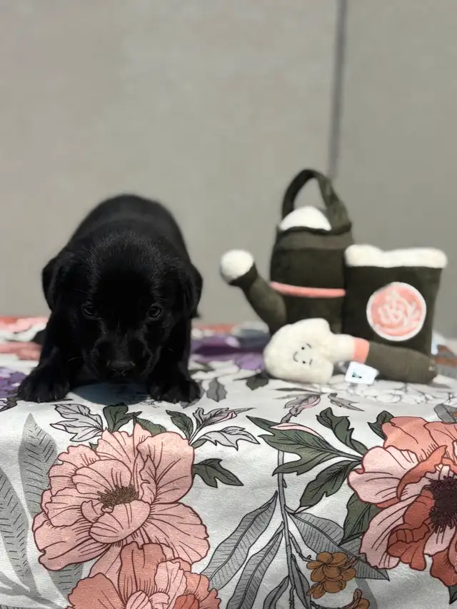 chiot labrador pure race in Dogs & Puppies for Rehoming in Laval / North Shore - Image 11