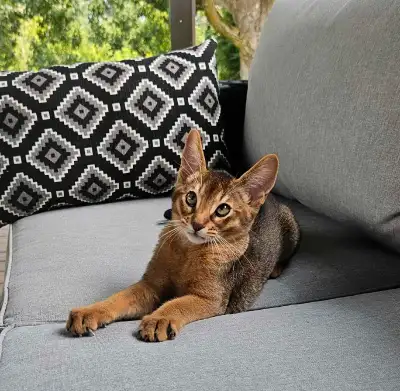 ❤️ABYSSIN STÉRILISÉ VACCINÉ2X MICROPUCÉ❤️, View more