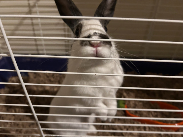 Sweet Bunny For Sale!! in Small Animals for Rehoming in Brockville - Image 3