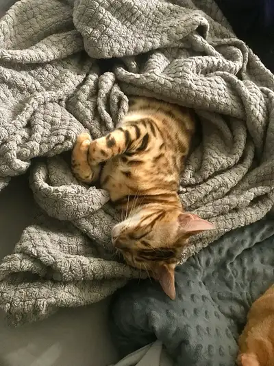 rehoming two female bengals, View more