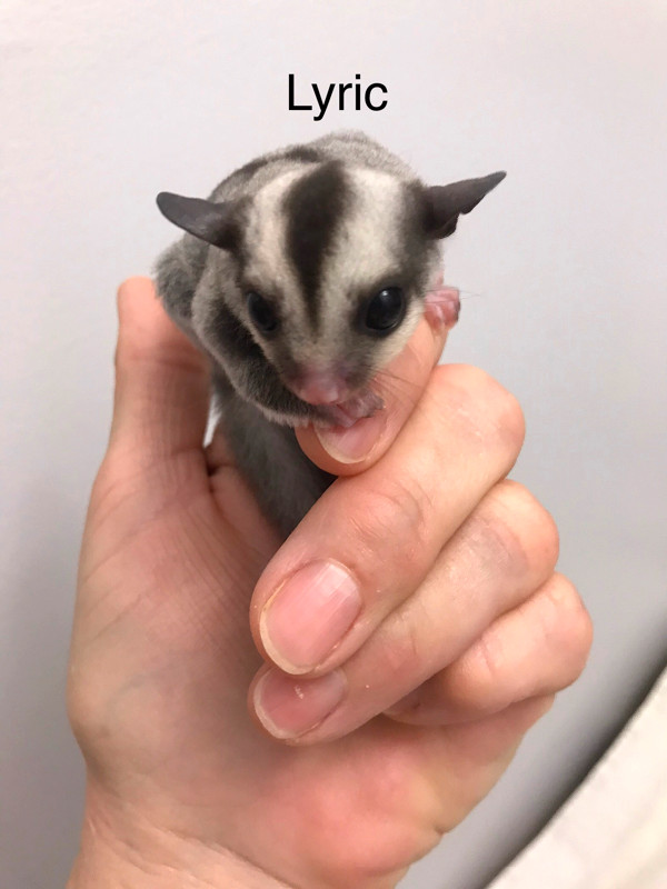 Sugar Glider Joeys in Small Animals for Rehoming in Winnipeg - Image 3