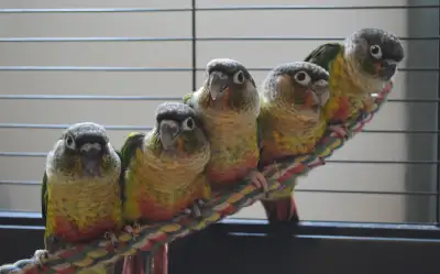 **BABY CONURES**5 COLOURS TO CHOOSE FROM**W/CARE PKG & DNA**, View more