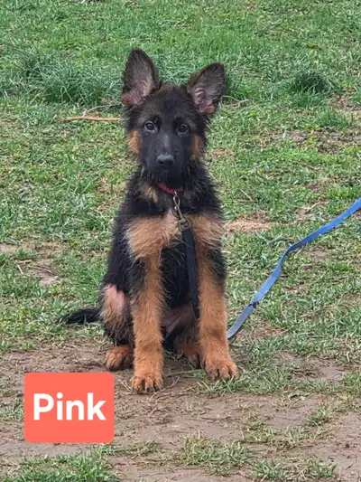 German Shepherd puppies looking for their forever home. Great with children. Potty trained. 4 girls....