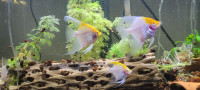 Angelfish Yellow Head for Sale