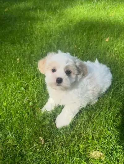 Very Cute and Small Shih-Poo Puppies - 1 Male & 1 Female, View more