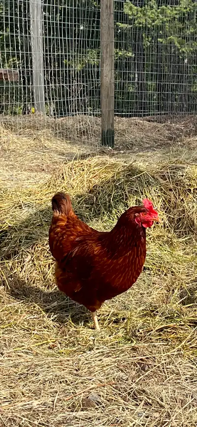 I have beautiful Rhode Island Red pullets ready for a new home. Born March 2nd and will start laying...