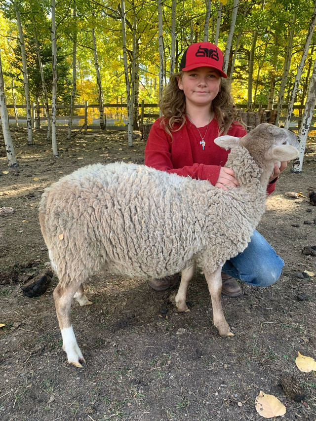  Ram lamb (Price firm) in Livestock in Calgary