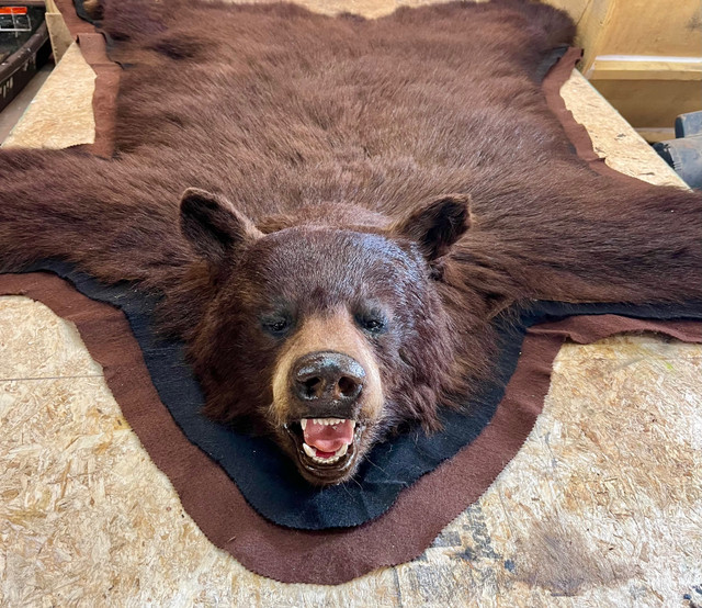 For all you bear taxidermy needs . in Other in Saskatoon