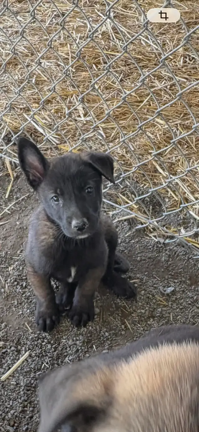 Malinois VKH Chiot Jet Black ou Charbonner in Dogs & Puppies for Rehoming in Laurentides - Image 8