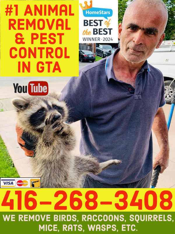 RACCOON SQUIRREL BIRD MOUSE RAT #1 PEST CONTROL WILDLIFE REMOVAL in Other in Oshawa / Durham Region - Image 2