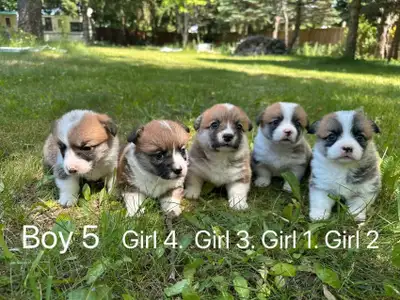 Two months old Welsh Corgi puppies, View more