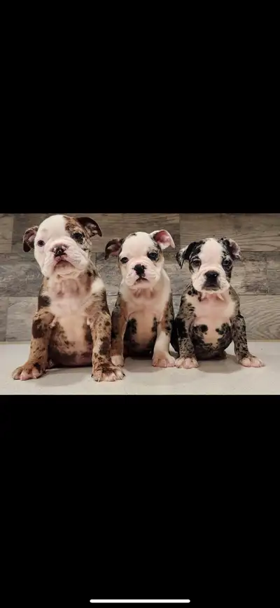 IOBEA Registered Vet checked All Vaccinations Microchipped Tails Docked Puppy Passport Included Plea...