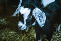 Goat Buckling's For Sale