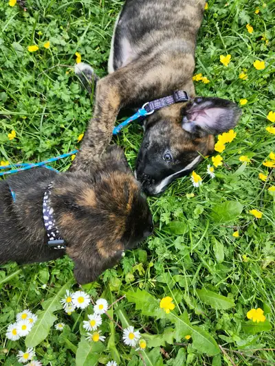 Mastiff X Puppies, View more