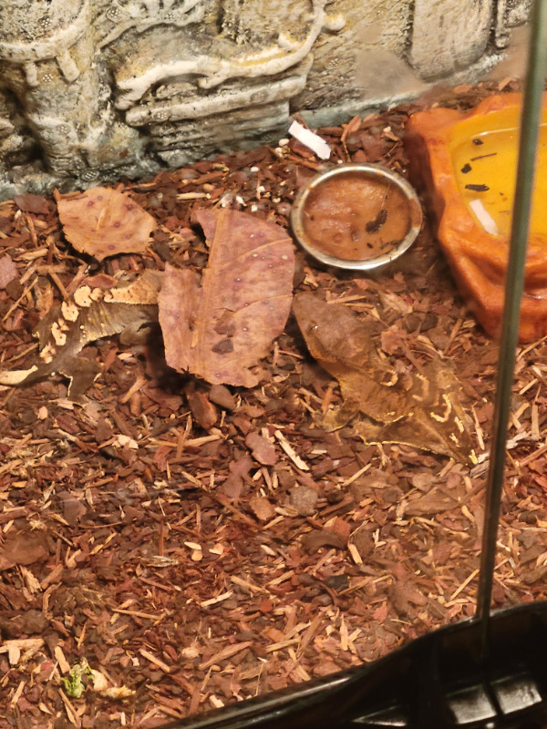 Baby's crested gecko for sell 80$ each dans Reptiles et amphibiens à adopter  à Laval/Rive Nord - Image 4
