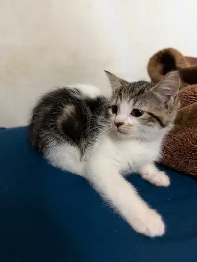  Cats for sale, View more