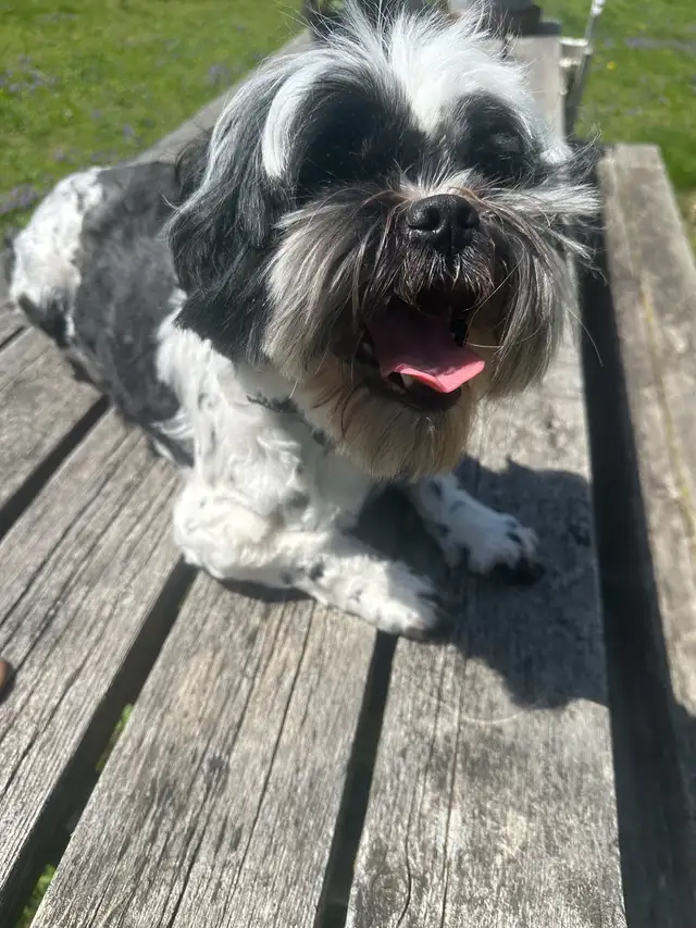 Rehome Purebred Shih Tzu – Sweet, Friendly Family Dog in Dogs & Puppies for Rehoming in Hamilton - Image 2