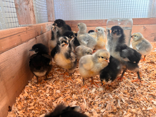 Black/Lavender Orpington Hatching Eggs in Livestock in Belleville - Image 2