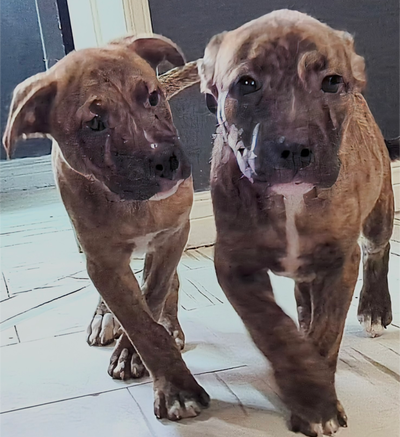 Rare and Unique Micro Stafford Terrier Mixed Puppies These puppies are a smaller sized p!tbu11 terri...
