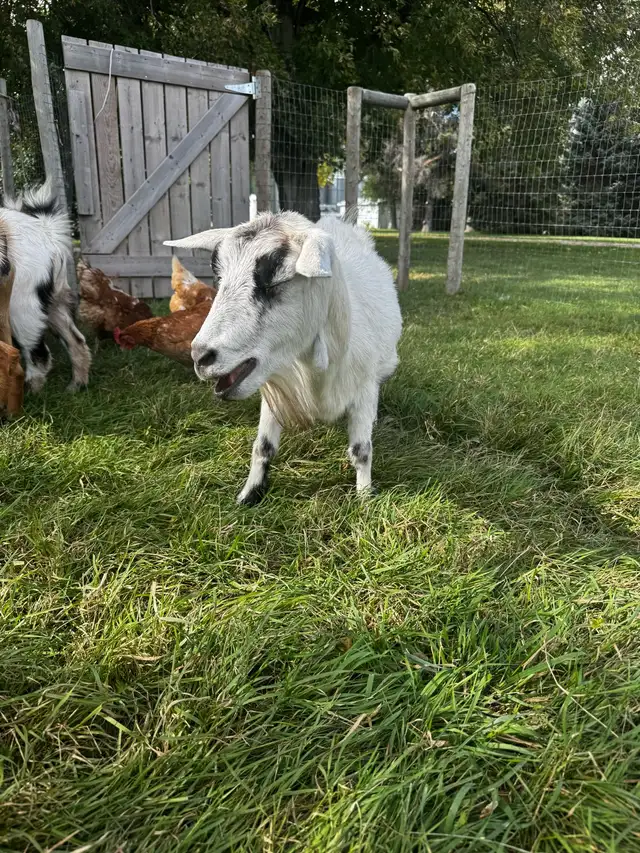 Proven Polled Nigerian Dwarf Doe | Livestock | Winnipeg | Free local ...