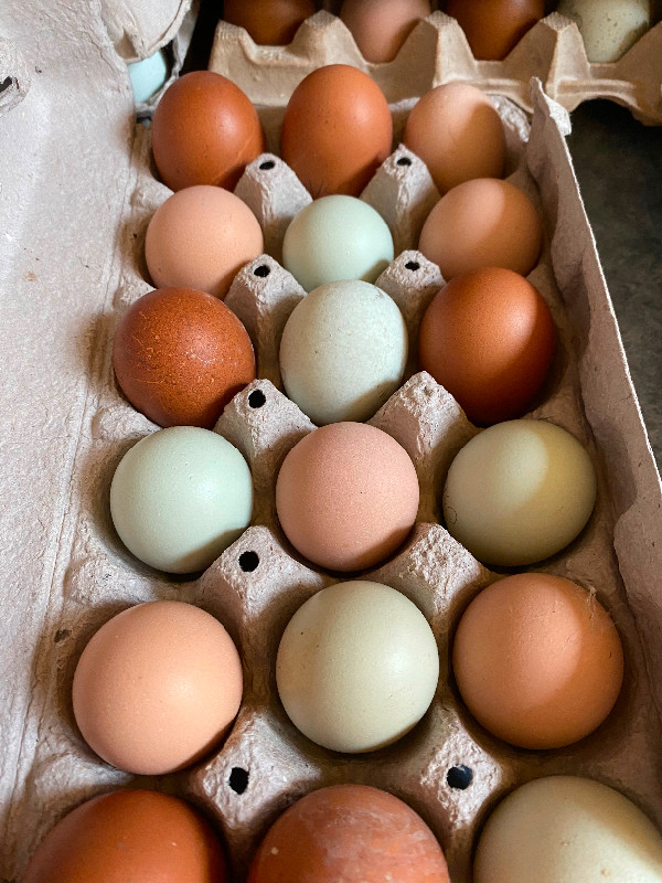 Hatching Eggs in Livestock in City of Halifax