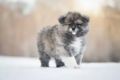 Chiots Akita inu enregistrés au CCC (Akita japonais), View more