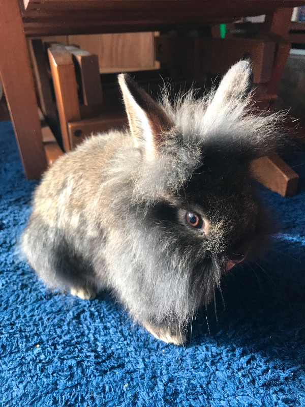 Bundle of Lionhead Bunnies. Only 1 left! Female. in Small Animals for Rehoming in Edmonton
