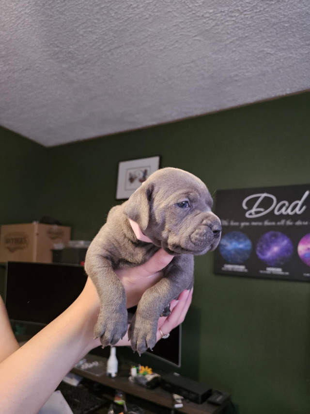 Cane Corso Puppies in Dogs & Puppies for Rehoming in Sudbury - Image 3