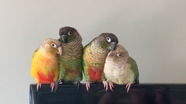 Green Cheek Conures in Birds for Rehoming in Muskoka