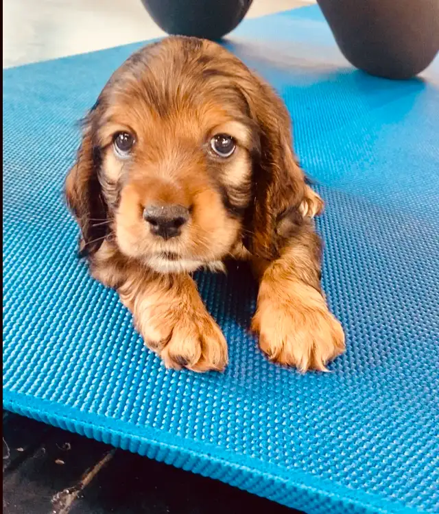 Purebred American Cocker Spaniel Puppies in Dogs & Puppies for Rehoming in Oshawa / Durham Region - Image 4